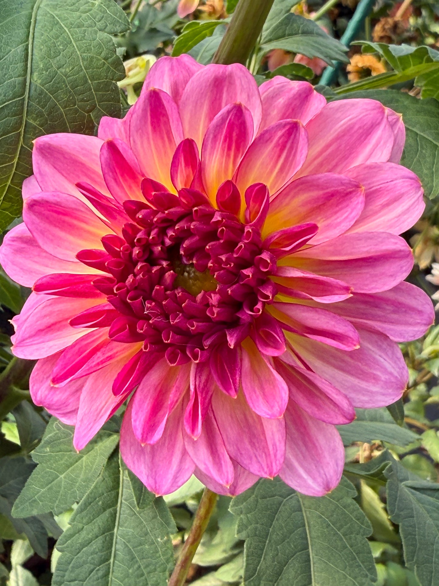 Bloomquist Cool Rooted Cuttings