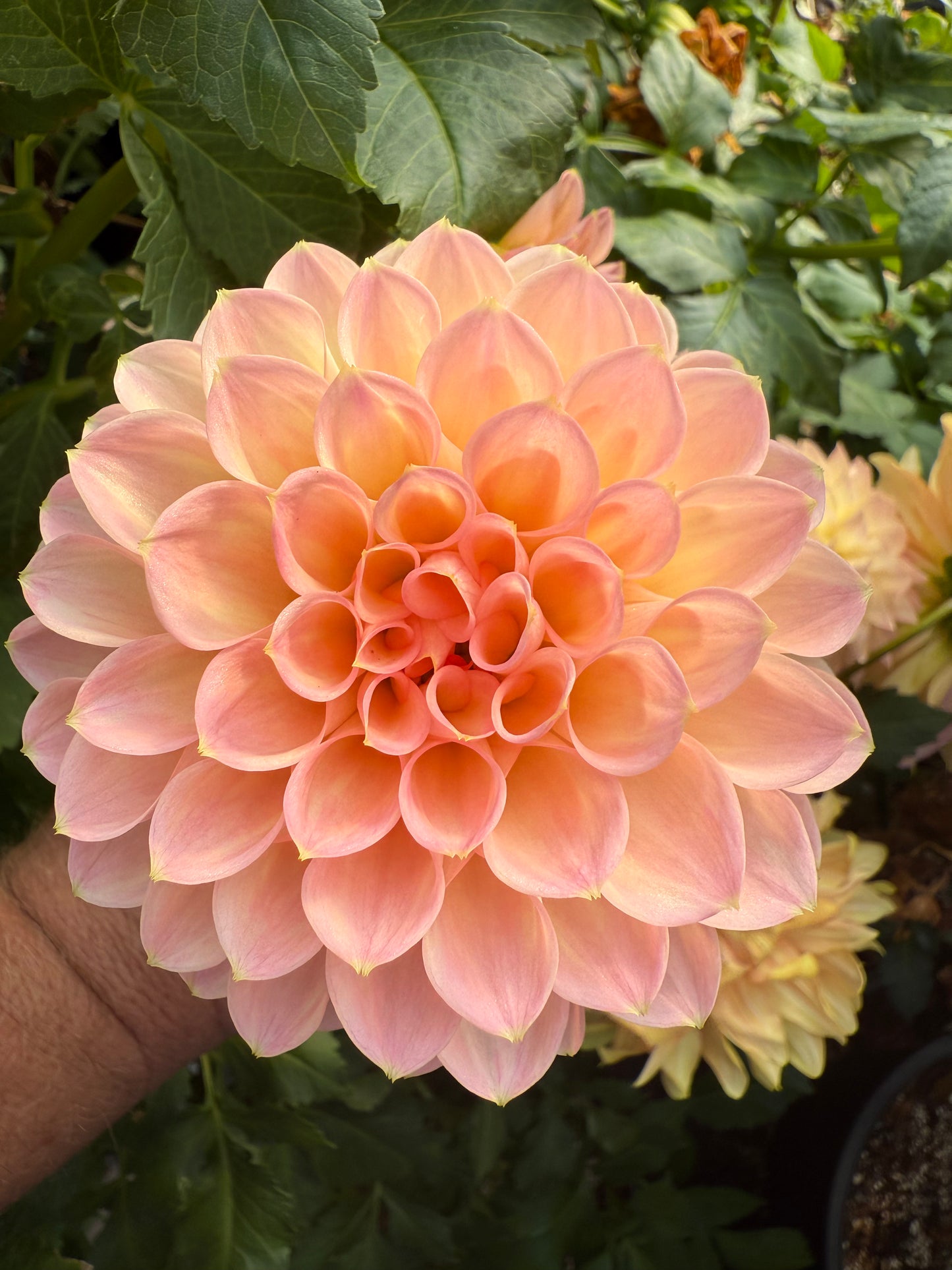 Barbarry Dominion Rooted Cuttings