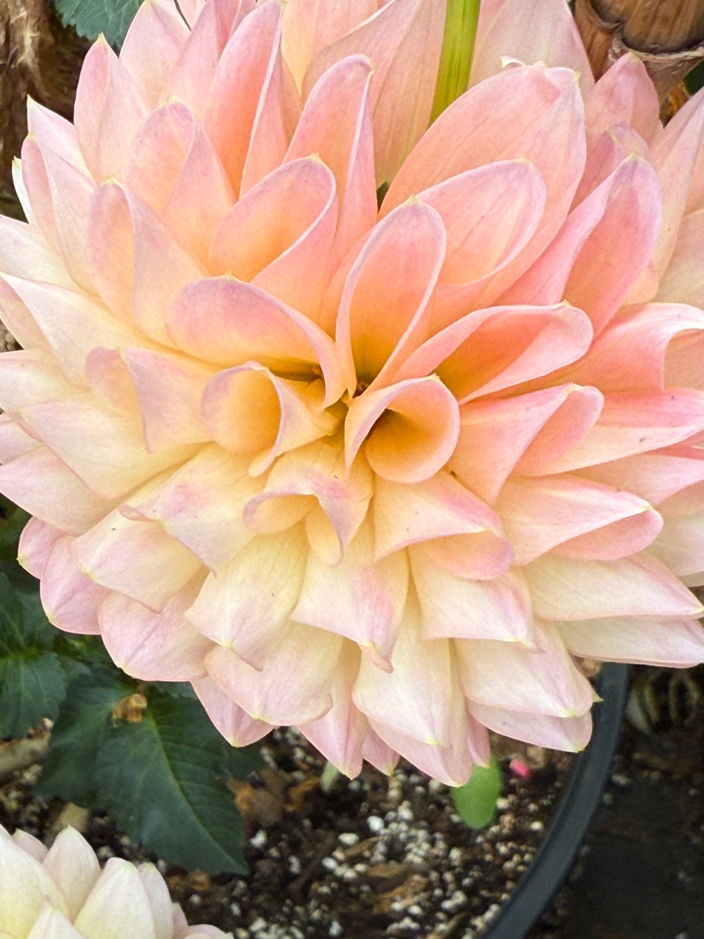 Barbarry Dominion Rooted Cuttings