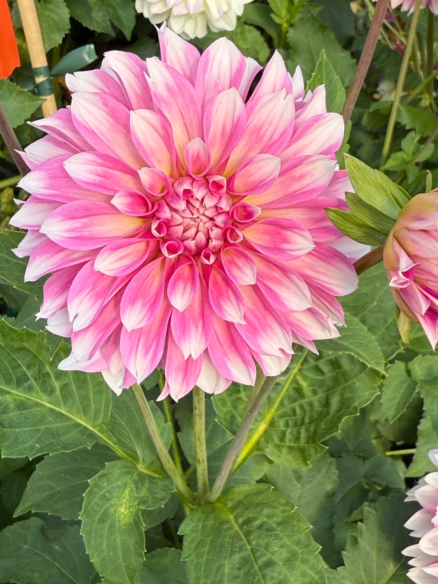 Budapest Blush Rooted Cuttings