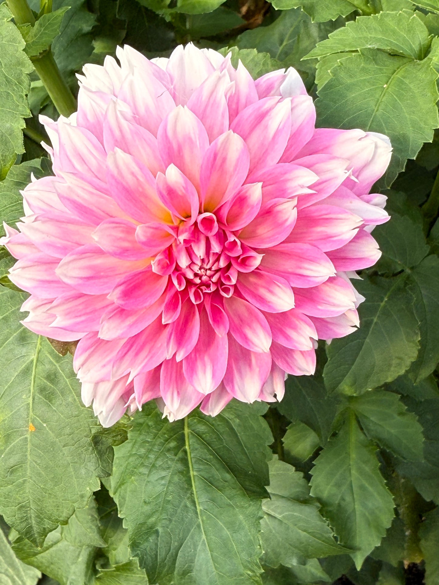 Budapest Blush Rooted Cuttings