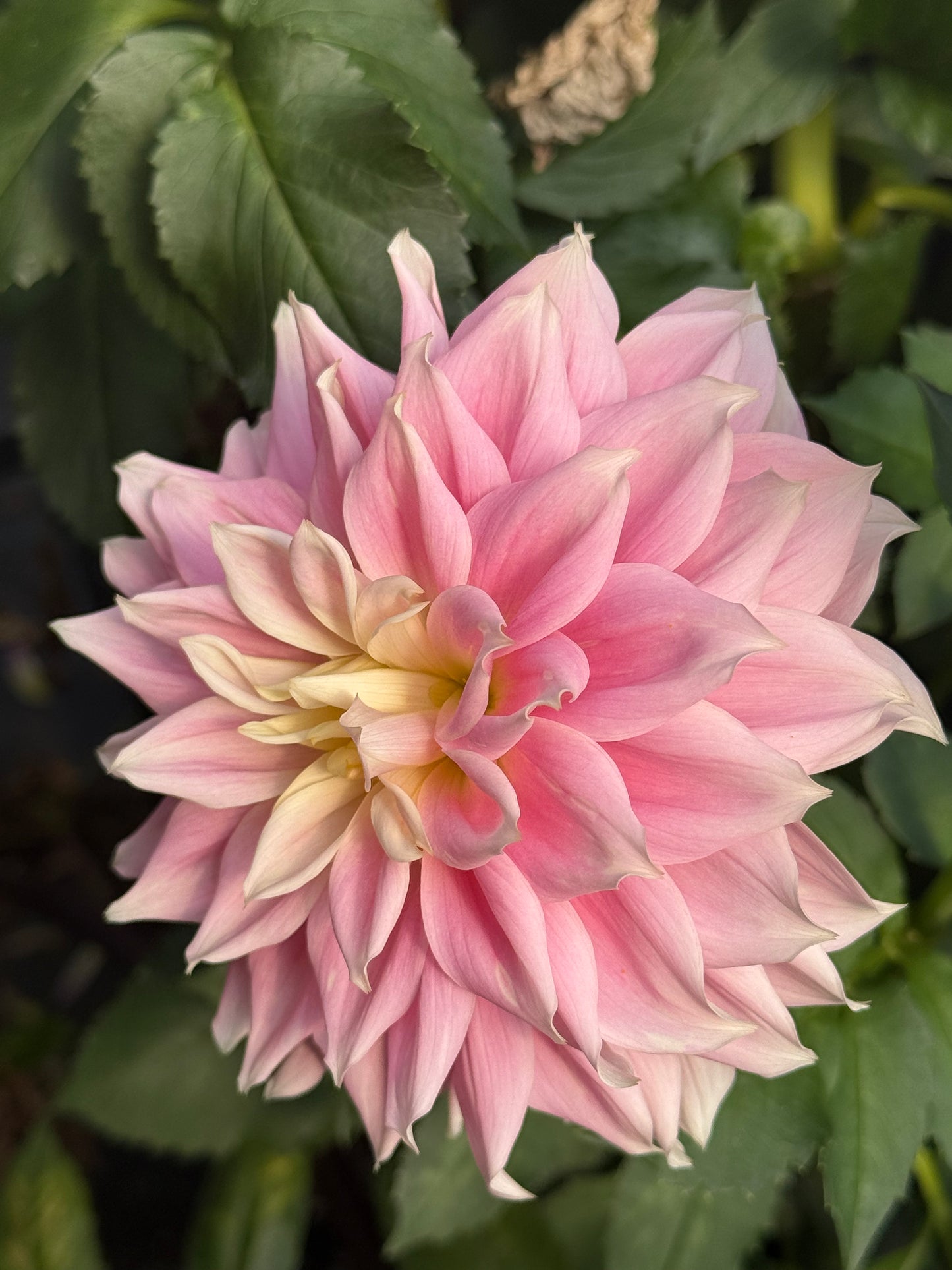 Truly Scrumptious Rooted Cuttings