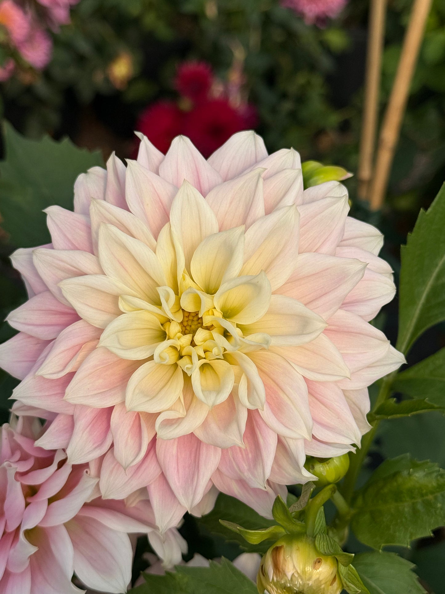 Truly Scrumptious Rooted Cuttings