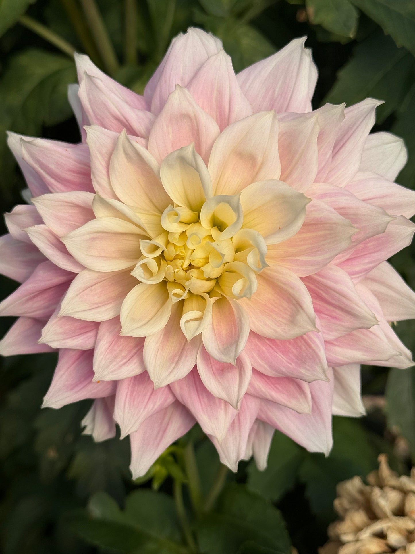 Truly Scrumptious Rooted Cuttings