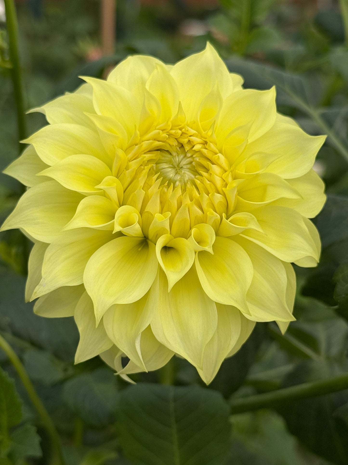 Coorabell Heather Rooted Cuttings