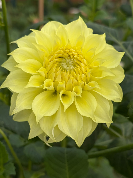 Coorabell Heather Rooted Cuttings