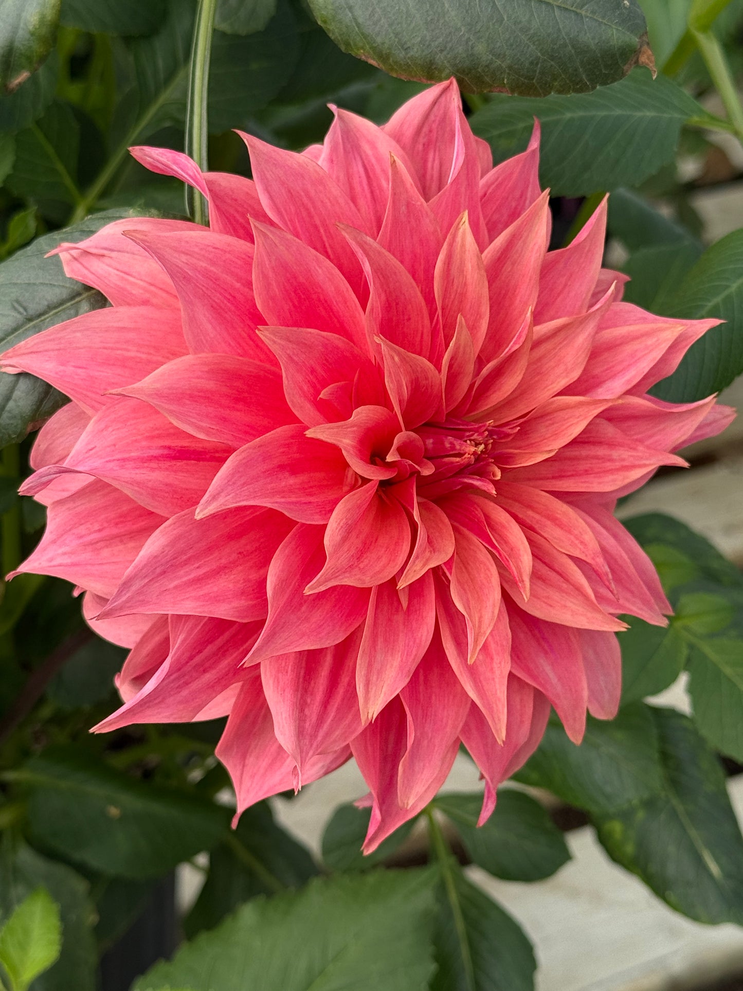 Carlos Watermelon Rooted Cuttings