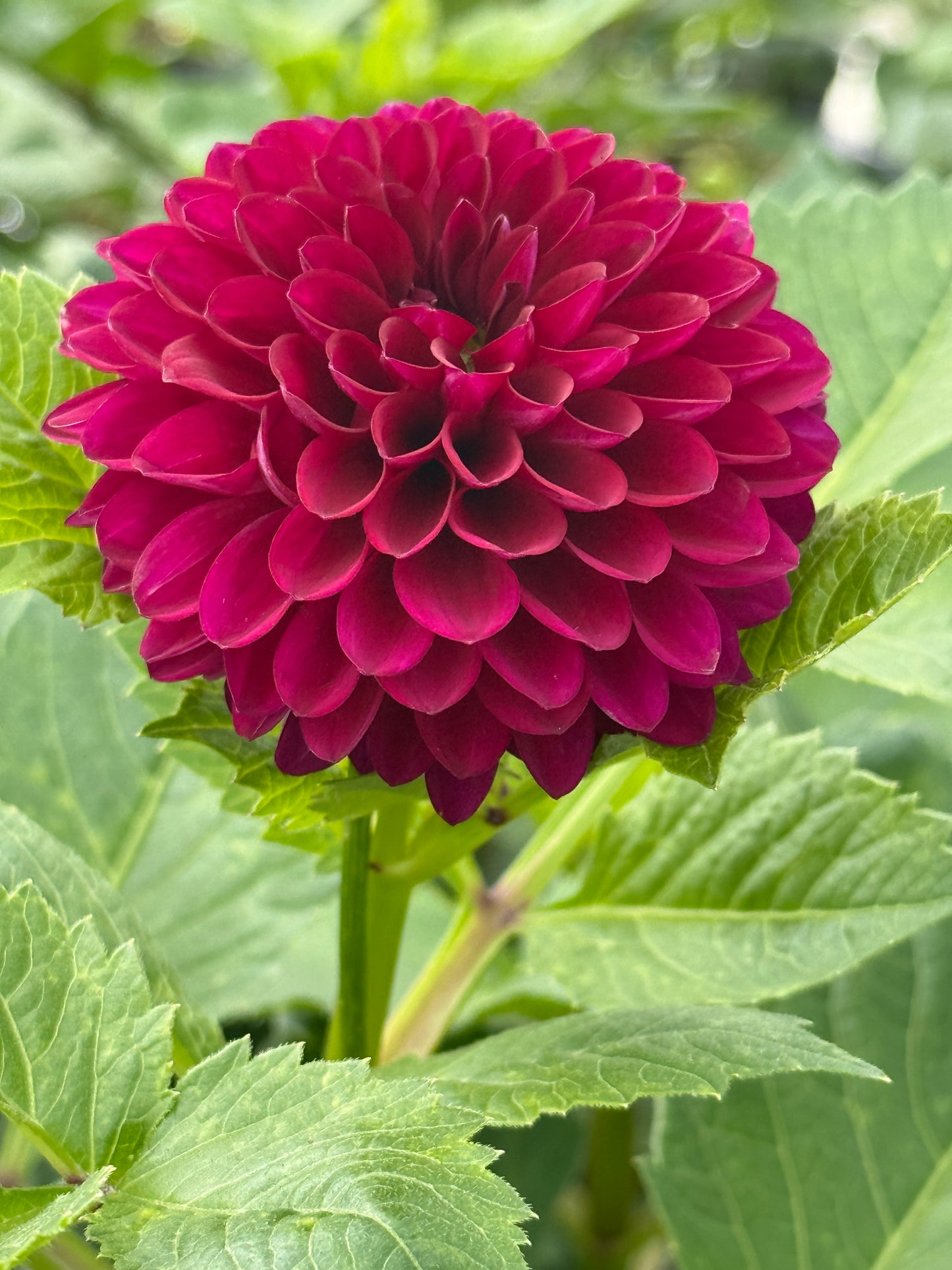 Barbarry Aloha Rooted Cuttings