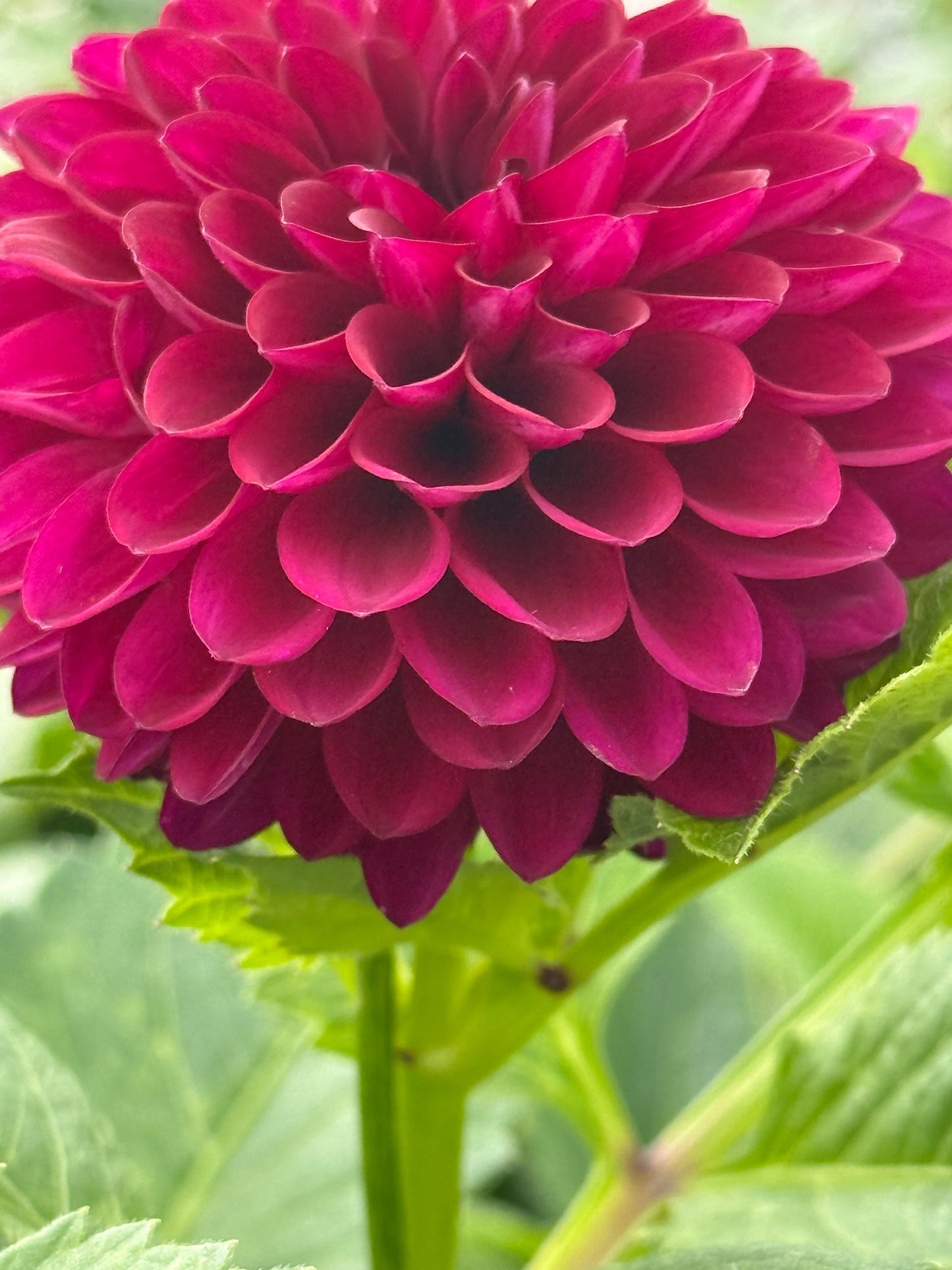 Barbarry Aloha Rooted Cuttings