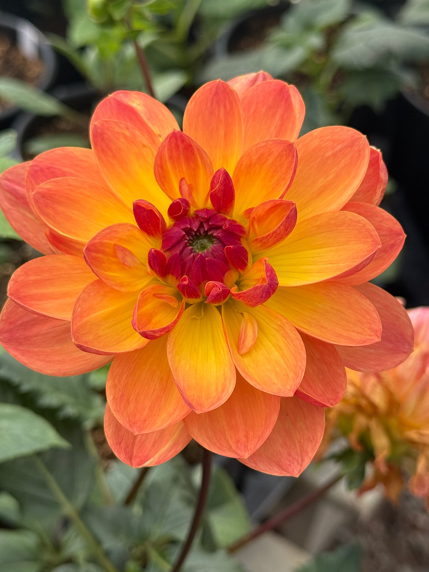 GFF Butterscotch Rooted Cuttings