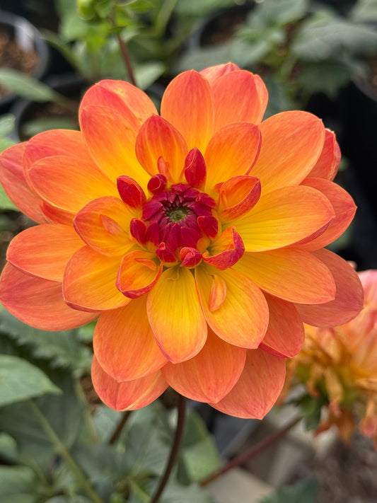 GFF Butterscotch Rooted Cuttings