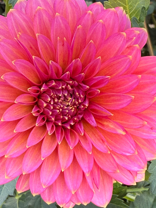 Bloomquist Mojo Rooted Cuttings