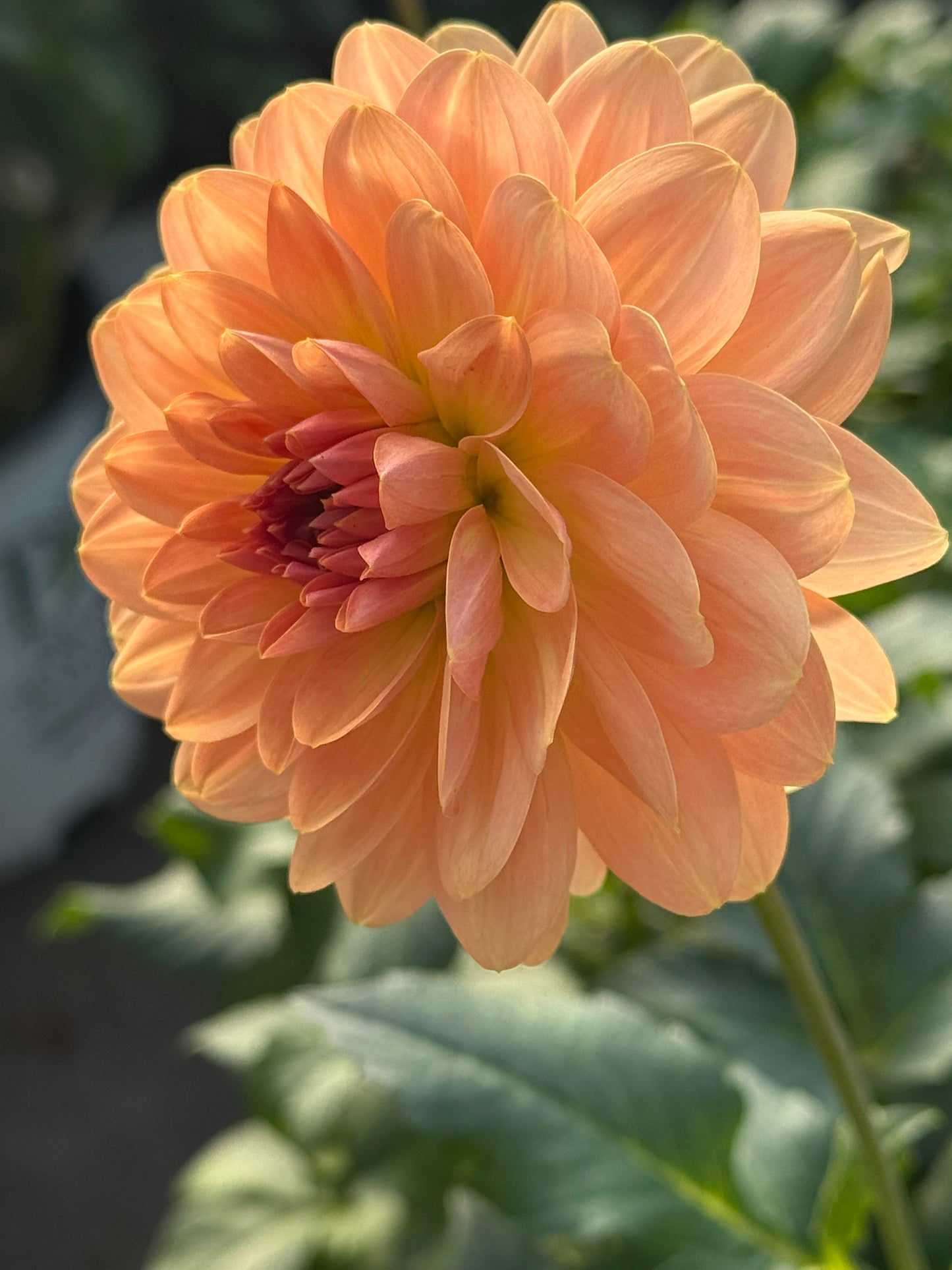 Fawn Rooted Cuttings