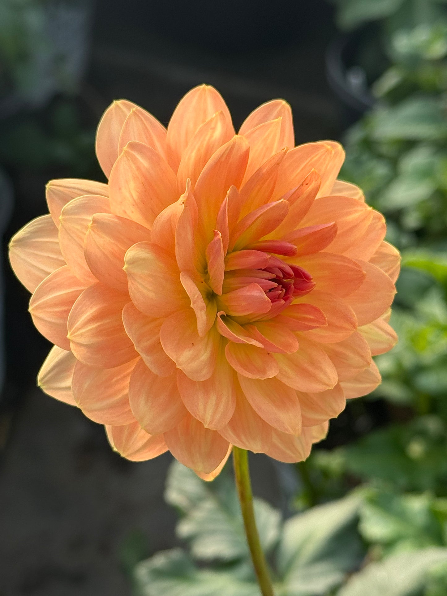 Fawn Rooted Cuttings