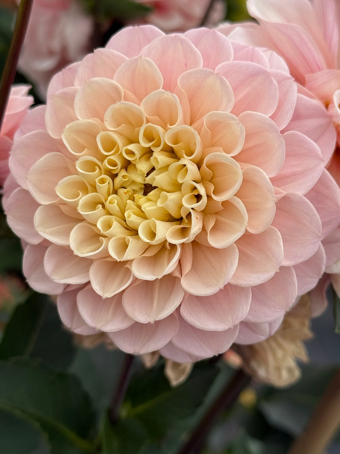 Levi's Revenant Rooted Cuttings