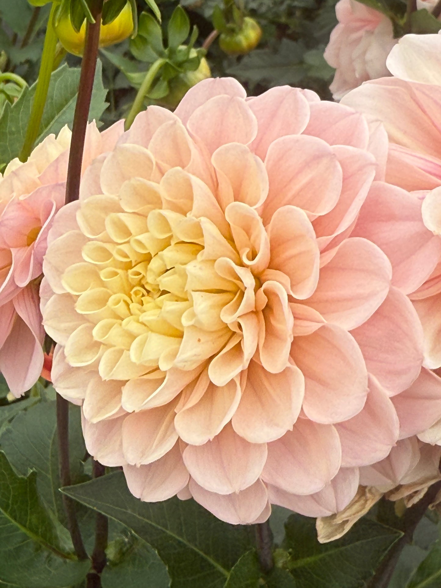 Levi's Revenant Rooted Cuttings