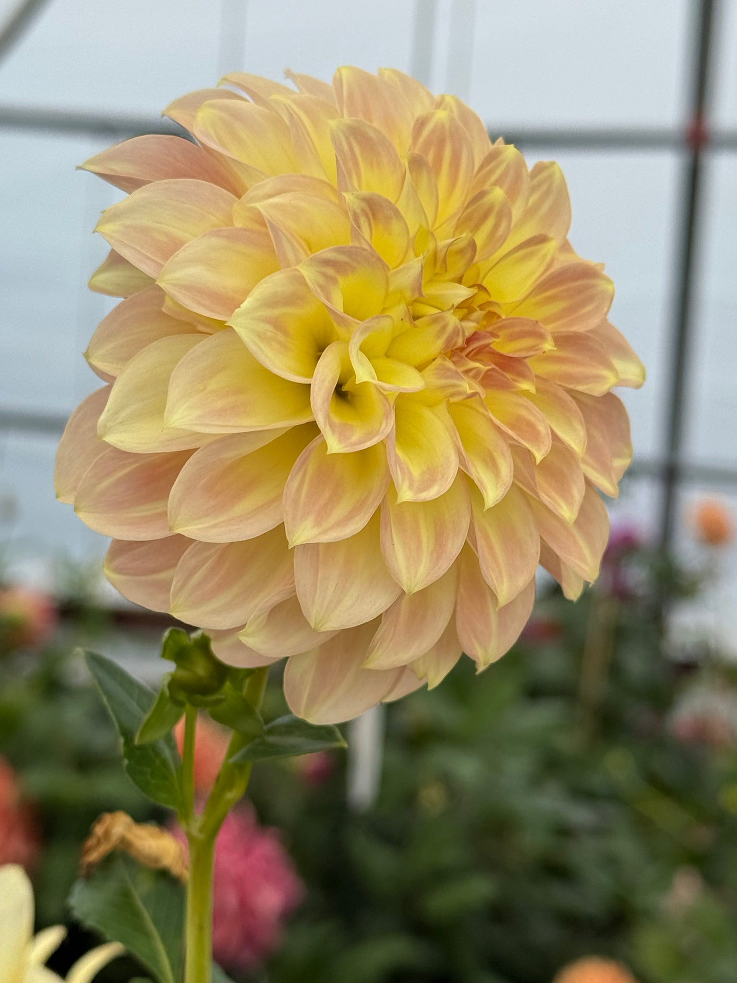 Coorabell Astrid Rooted Cuttings