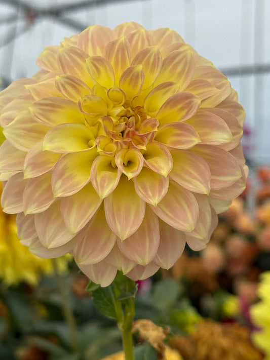 Coorabell Astrid Rooted Cuttings