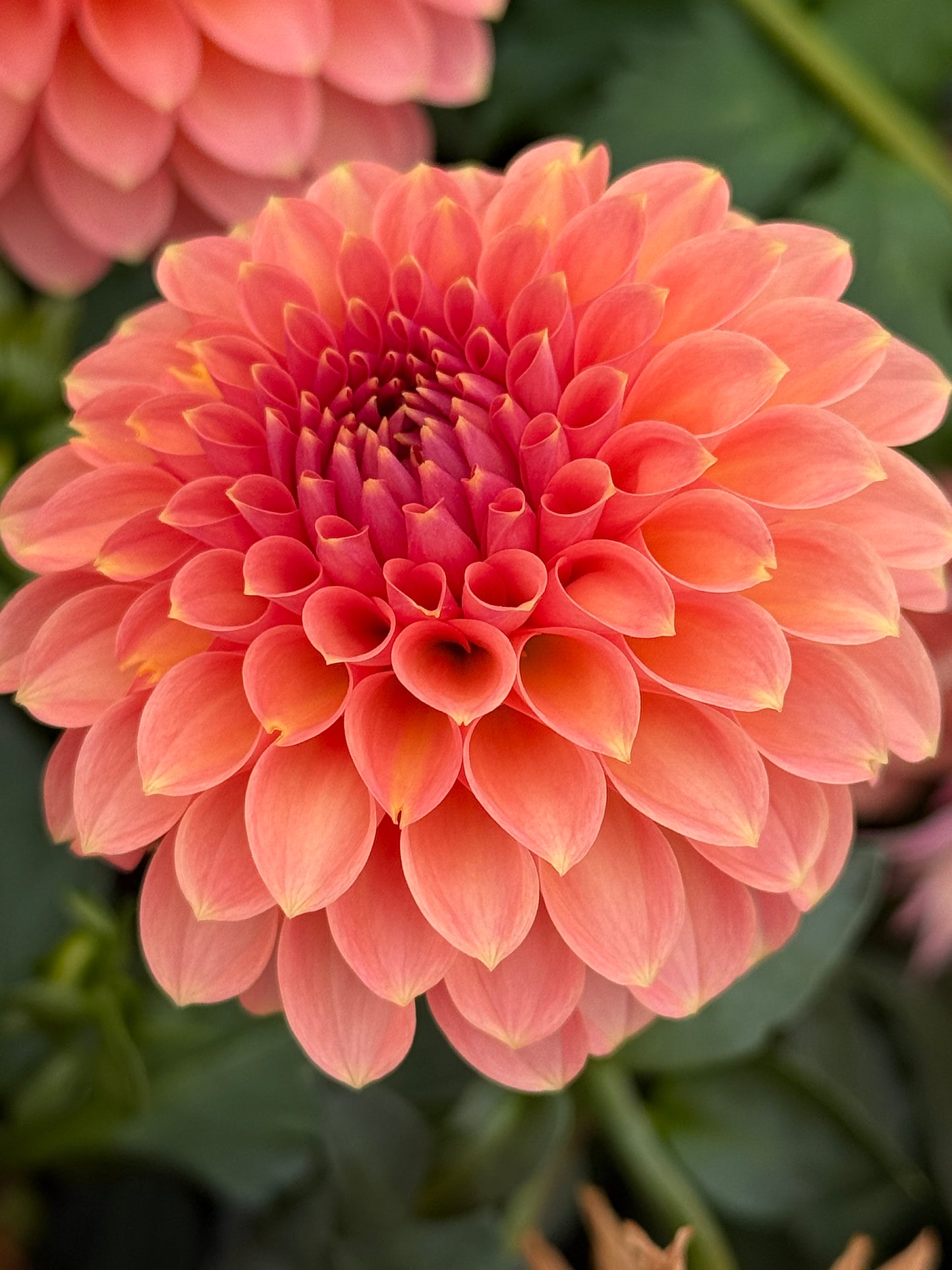 RM Lure Rooted Cuttings