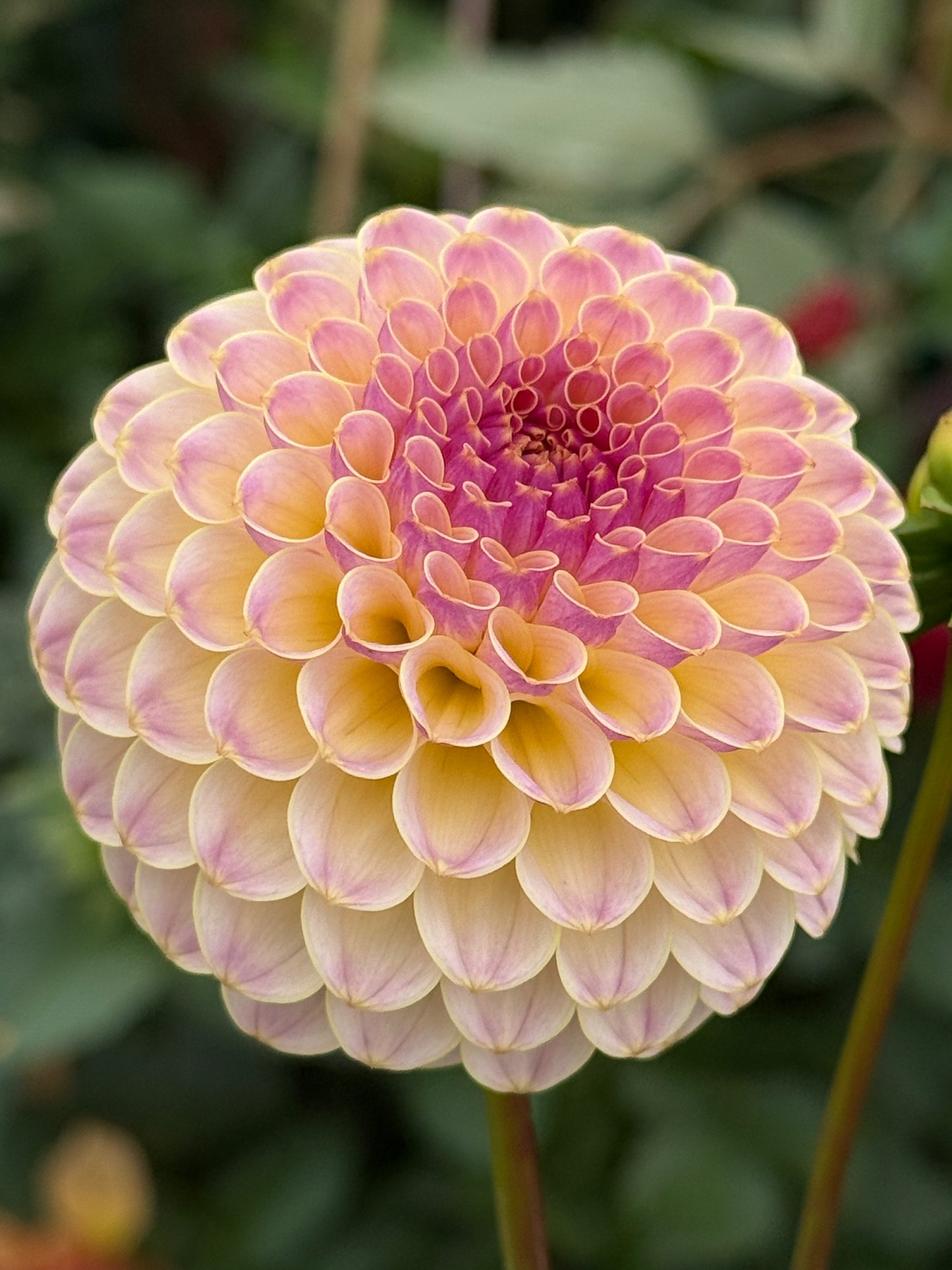 Hapet Pearl Rooted Cuttings