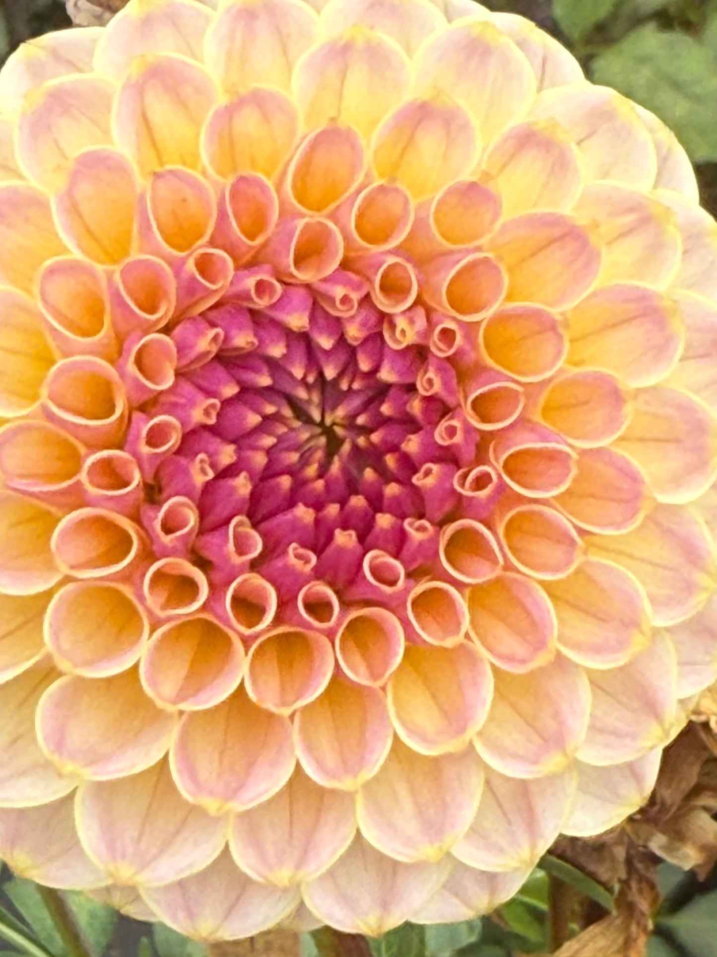 Hapet Pearl Rooted Cuttings