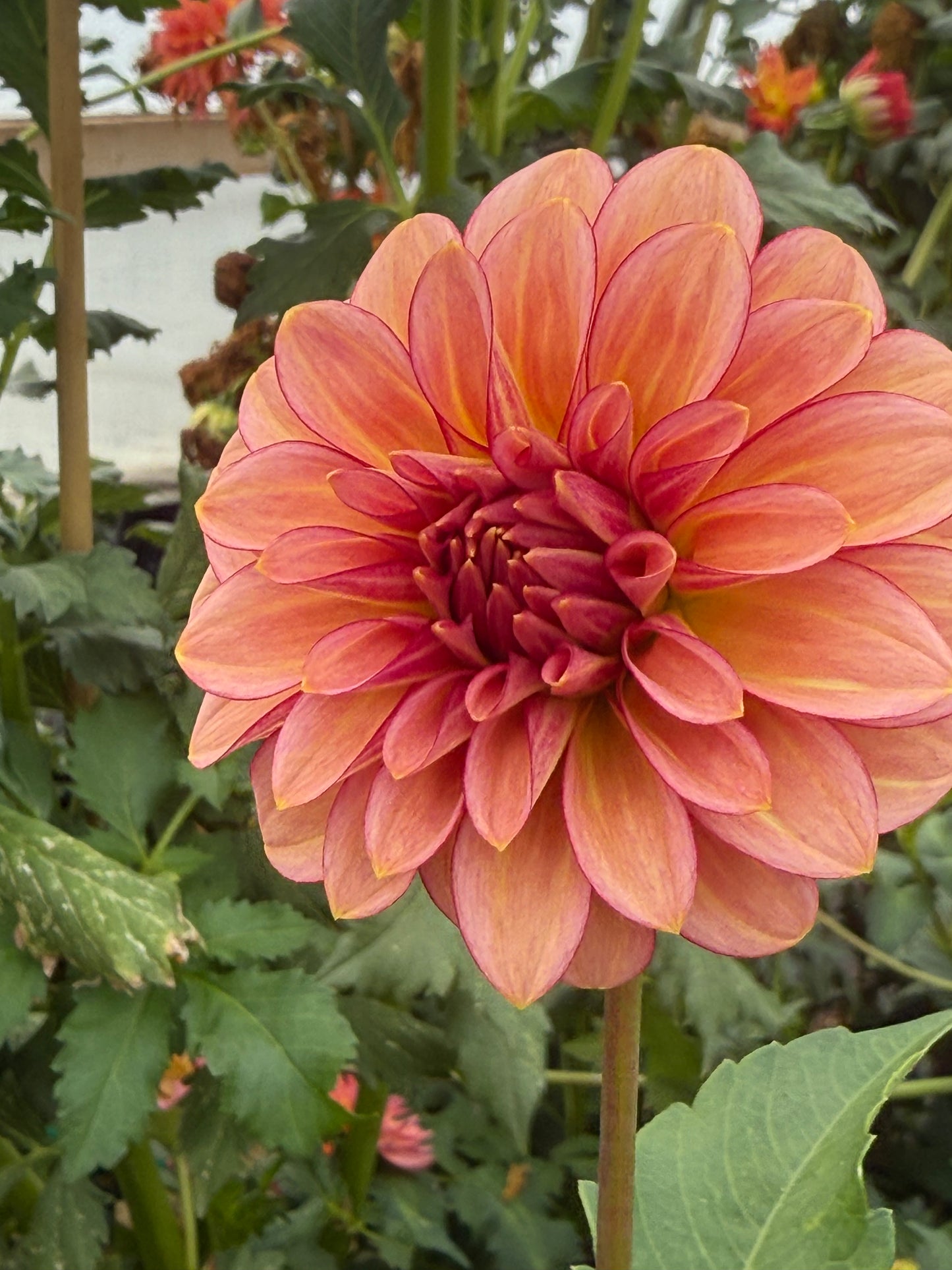 RM Raspberry Twinkle Rooted Cuttings