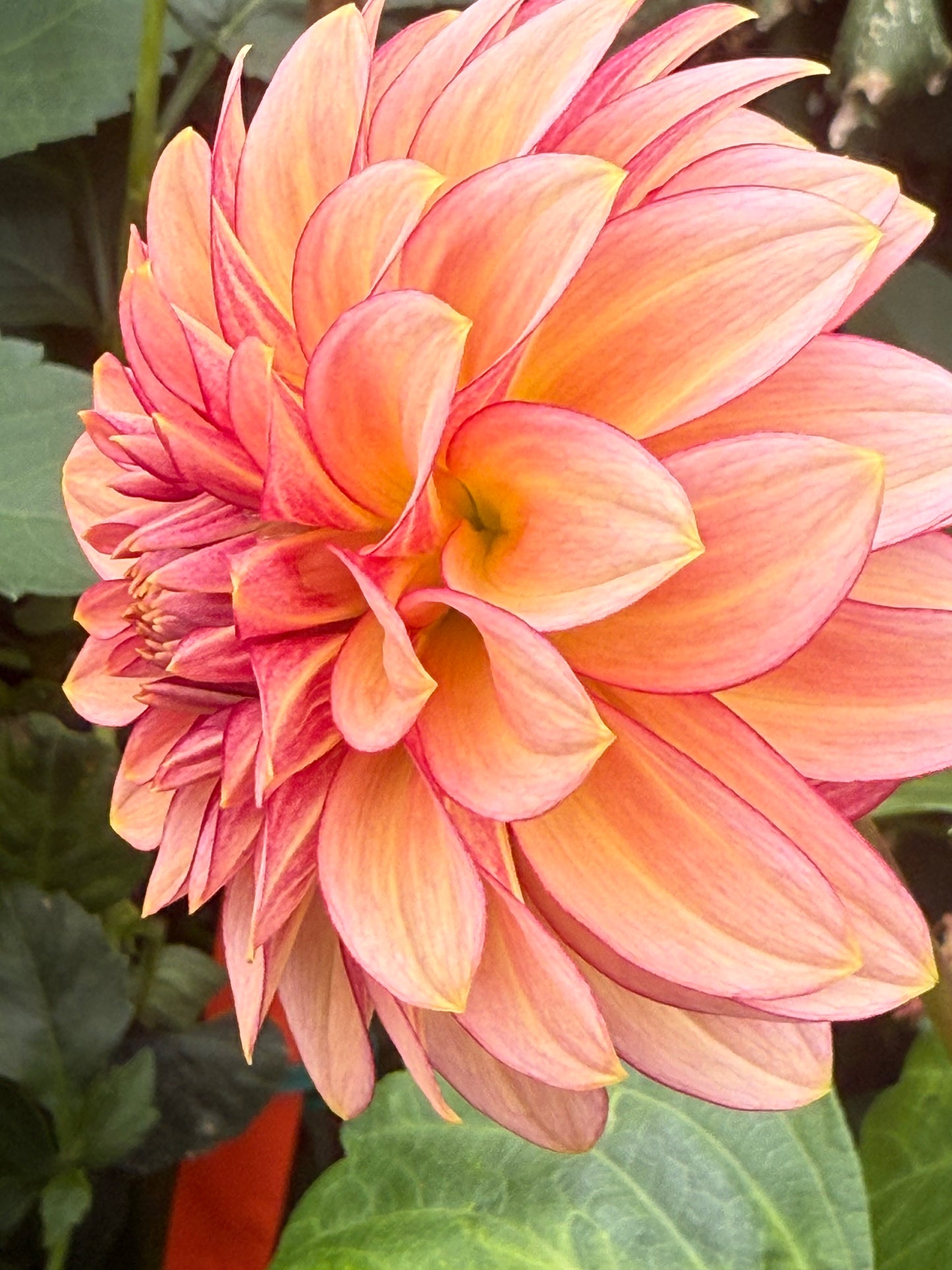 RM Raspberry Twinkle Rooted Cuttings