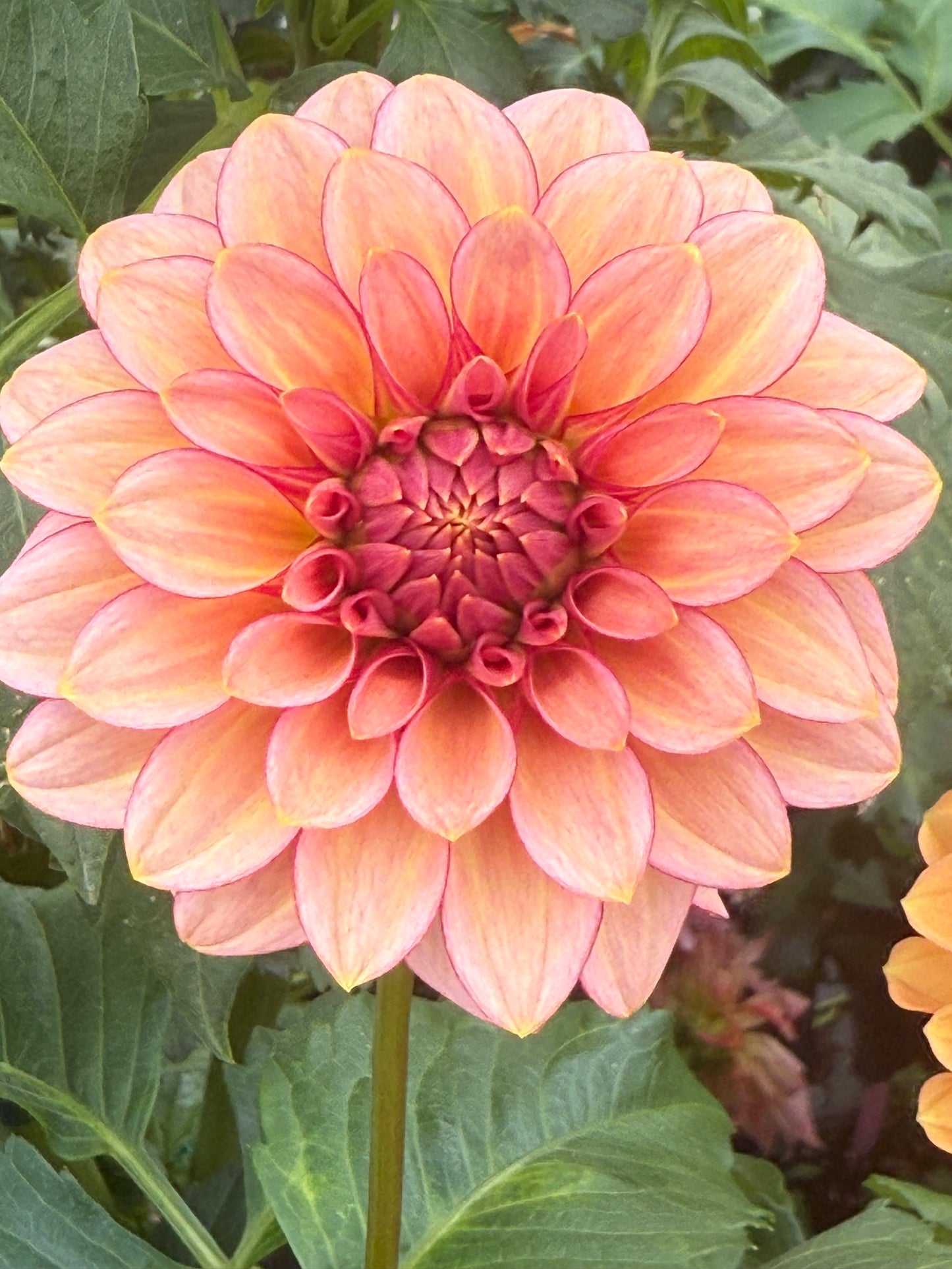 RM Raspberry Twinkle Rooted Cuttings