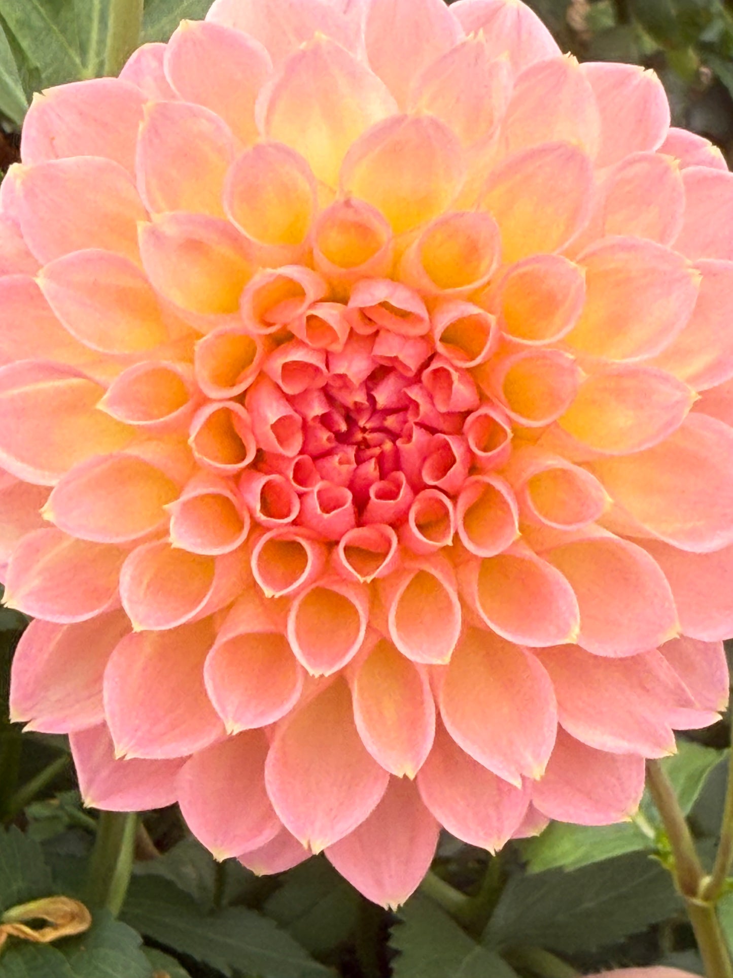 Barbarry Dominion Rooted Cuttings