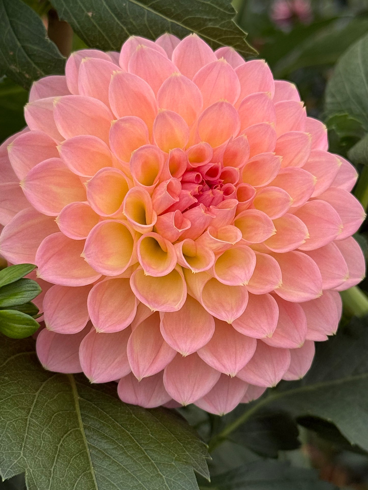 Barbarry Dominion Rooted Cuttings