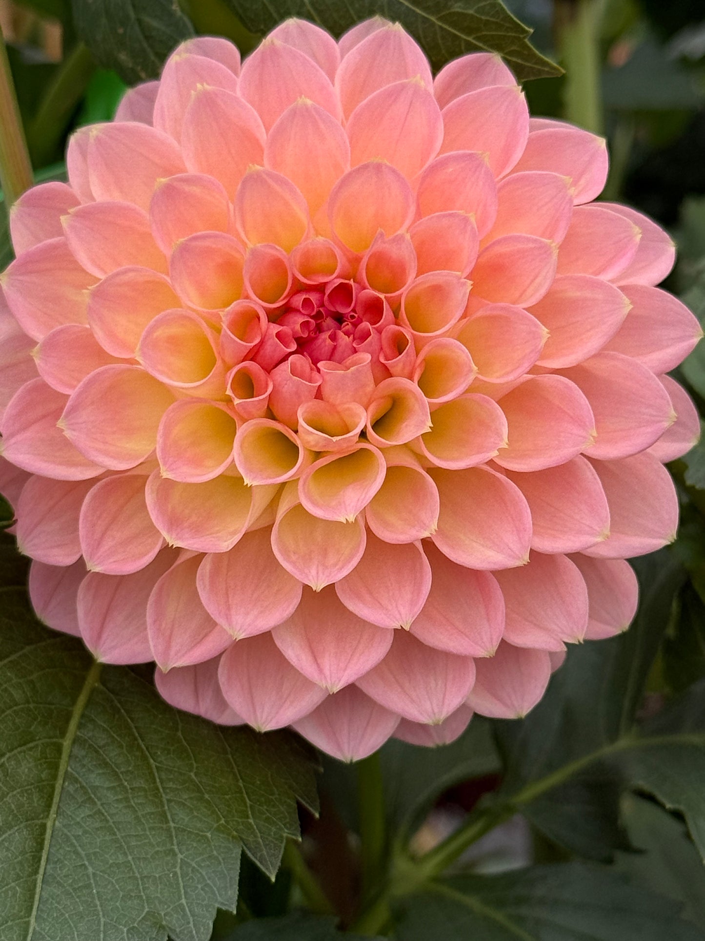 Barbarry Dominion Rooted Cuttings