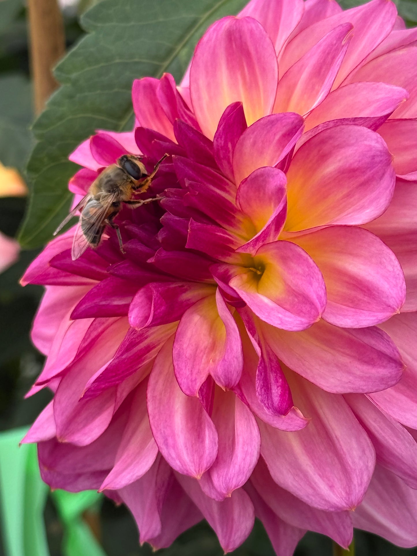 Bloomquist Cool Rooted Cuttings