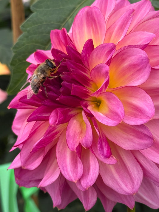 Bloomquist Cool Rooted Cuttings