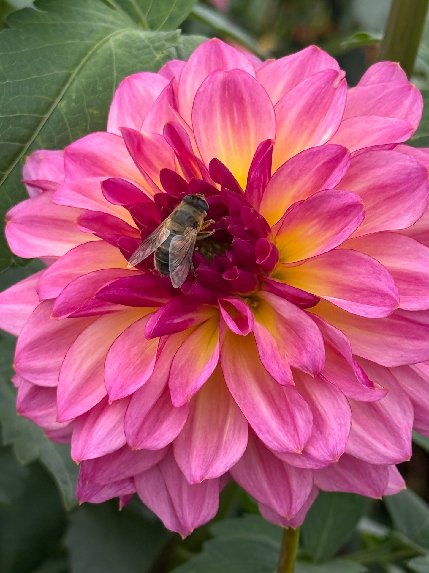 Bloomquist Cool Rooted Cuttings