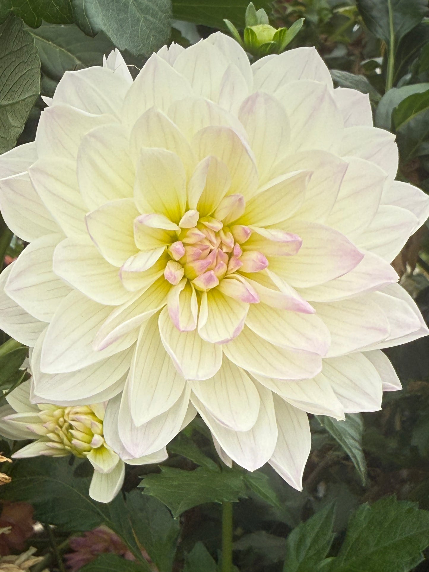 Hollyhill Lilibet  Rooted Cuttings