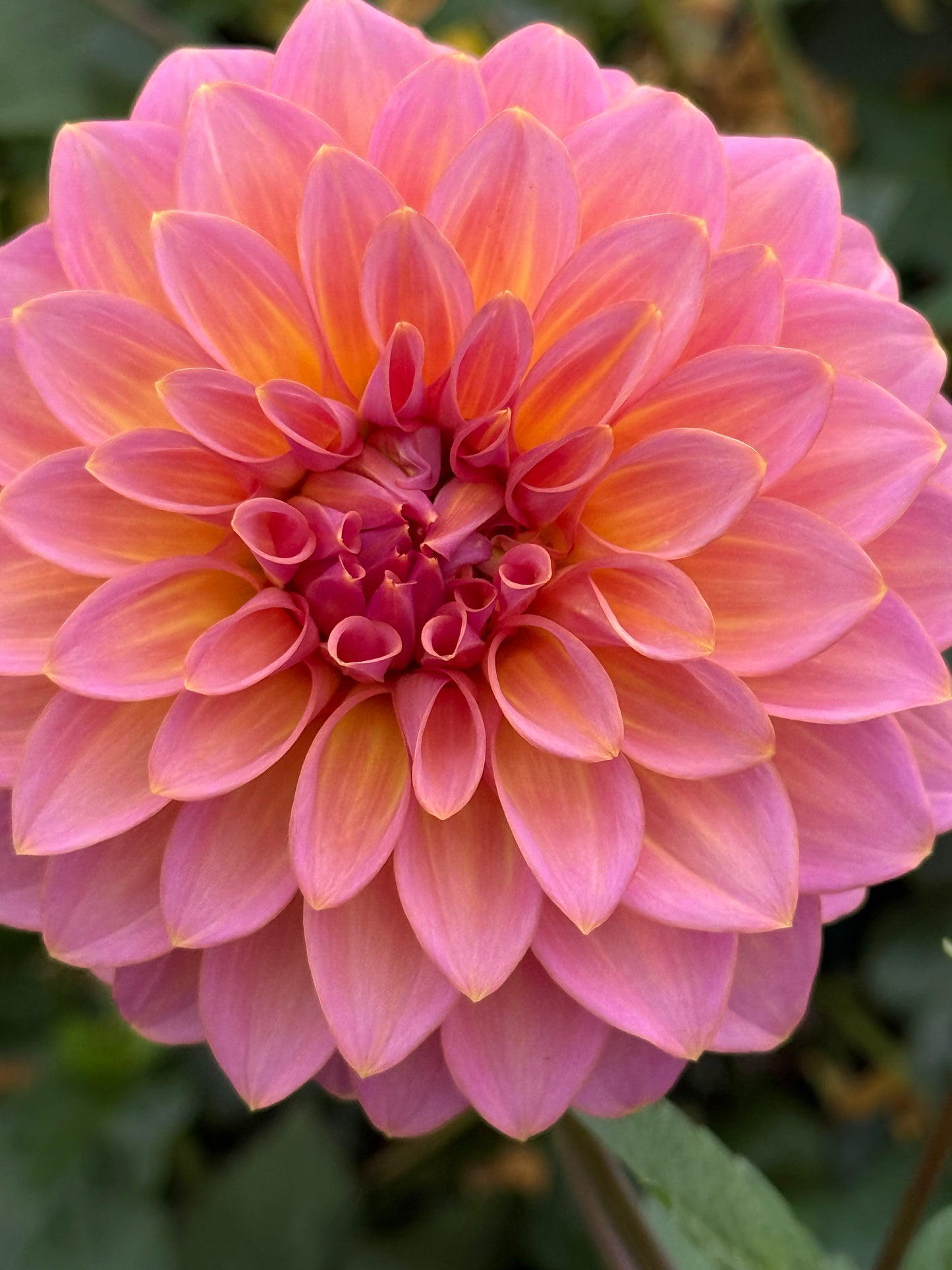 Bloomquist Dave Rooted Cuttings