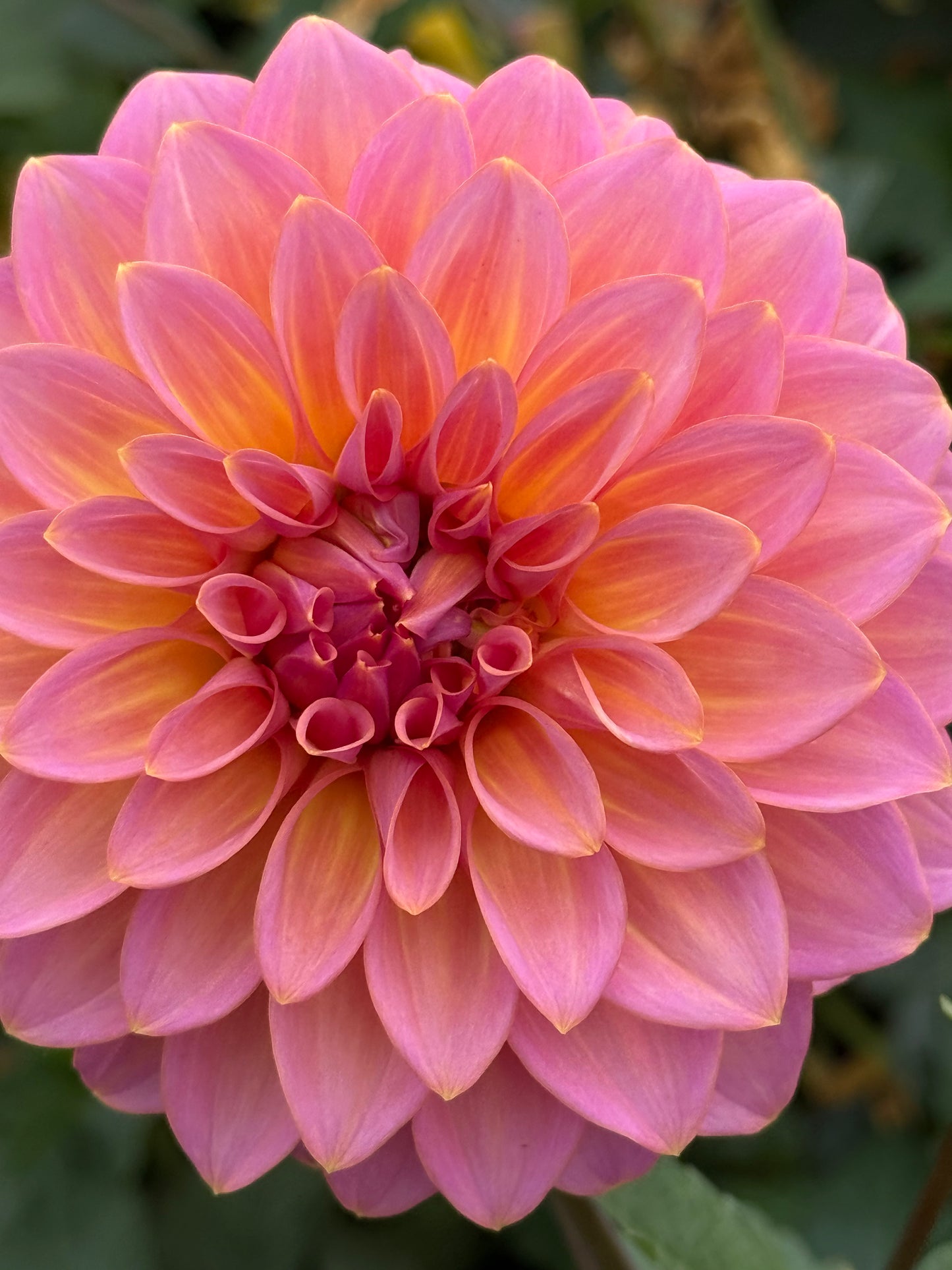 Bloomquist Dave Rooted Cuttings