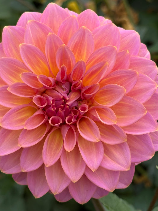 Bloomquist Dave Rooted Cuttings