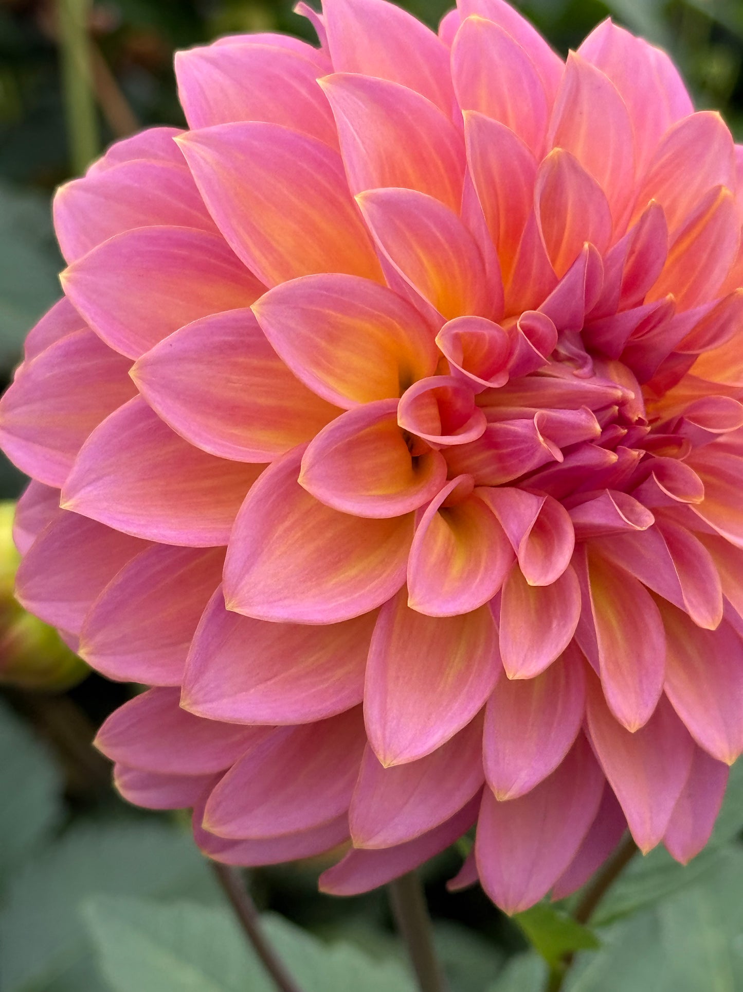 Bloomquist Dave Rooted Cuttings