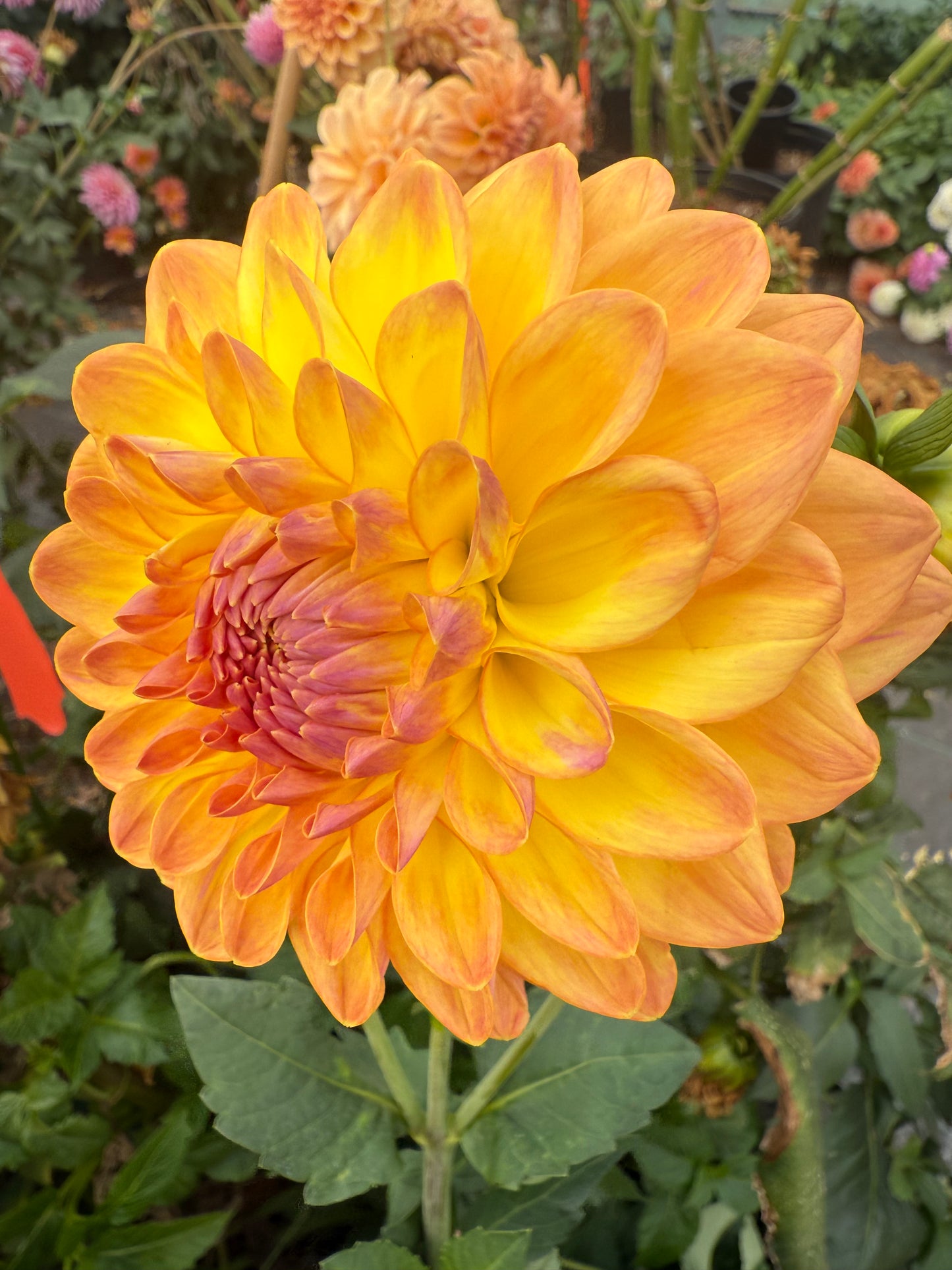 Dikara Jodi Rooted Cuttings