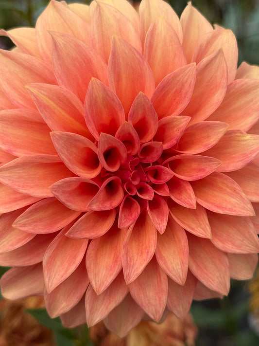 Bloomquist Pleasing Rooted Cuttings