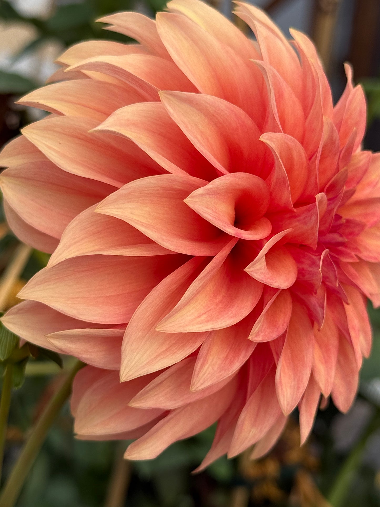 Bloomquist Pleasing Rooted Cuttings
