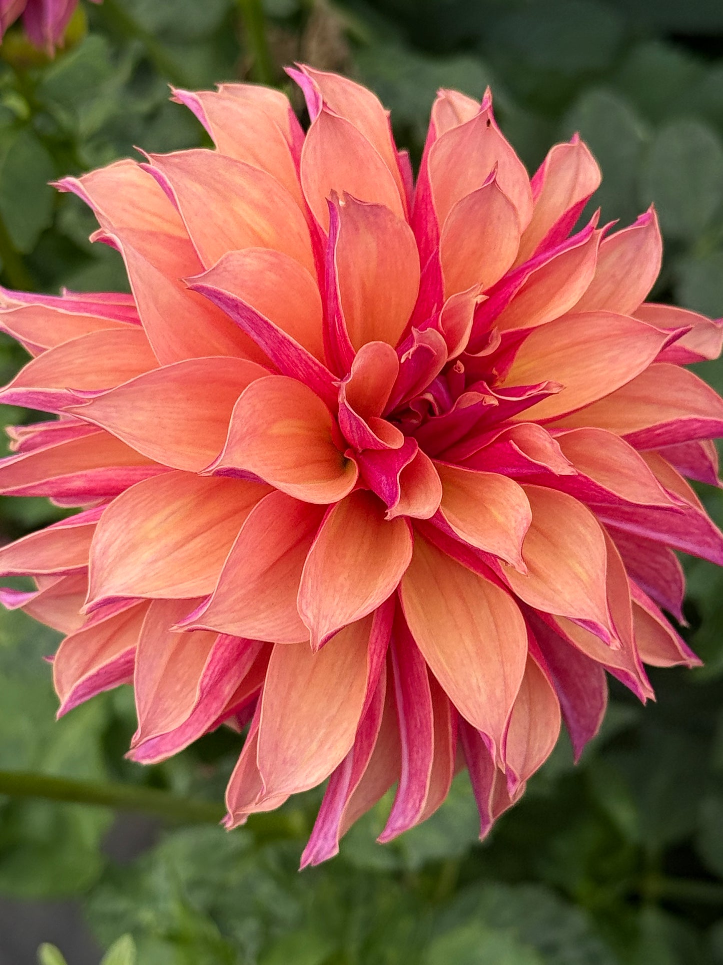 River's Elizabeth Rooted Cuttings