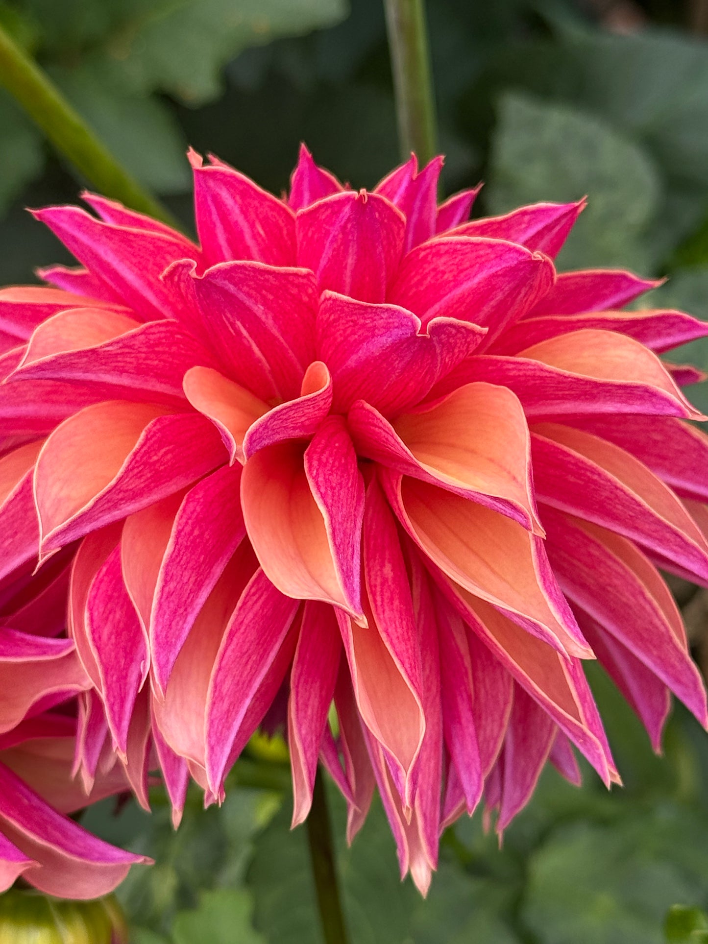 River's Elizabeth Rooted Cuttings