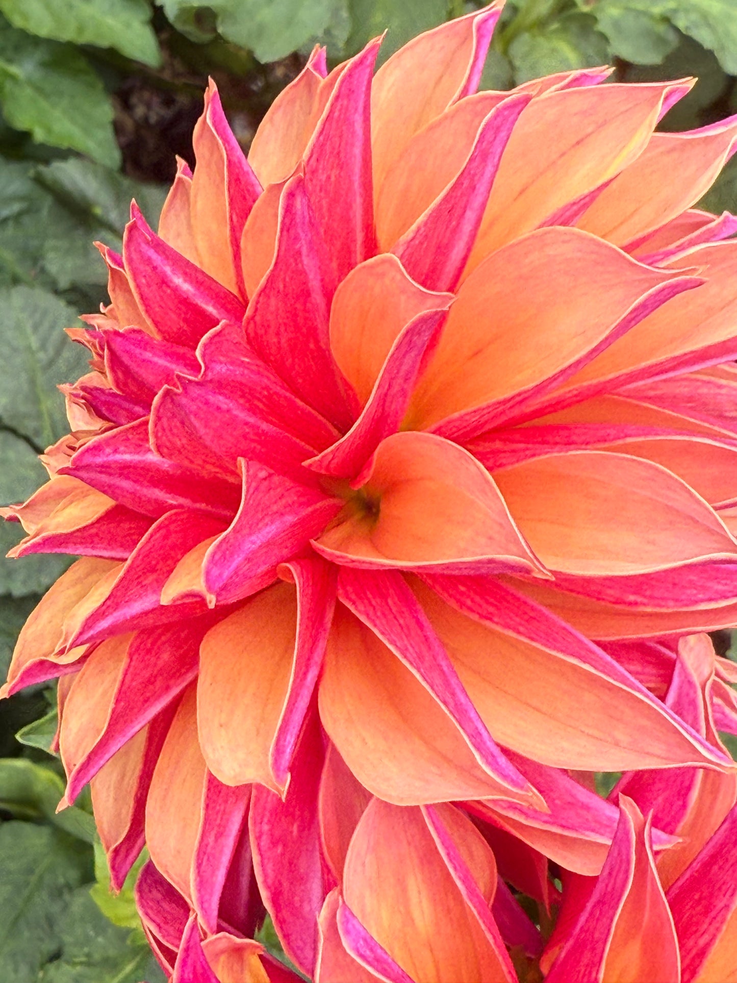 River's Elizabeth Rooted Cuttings