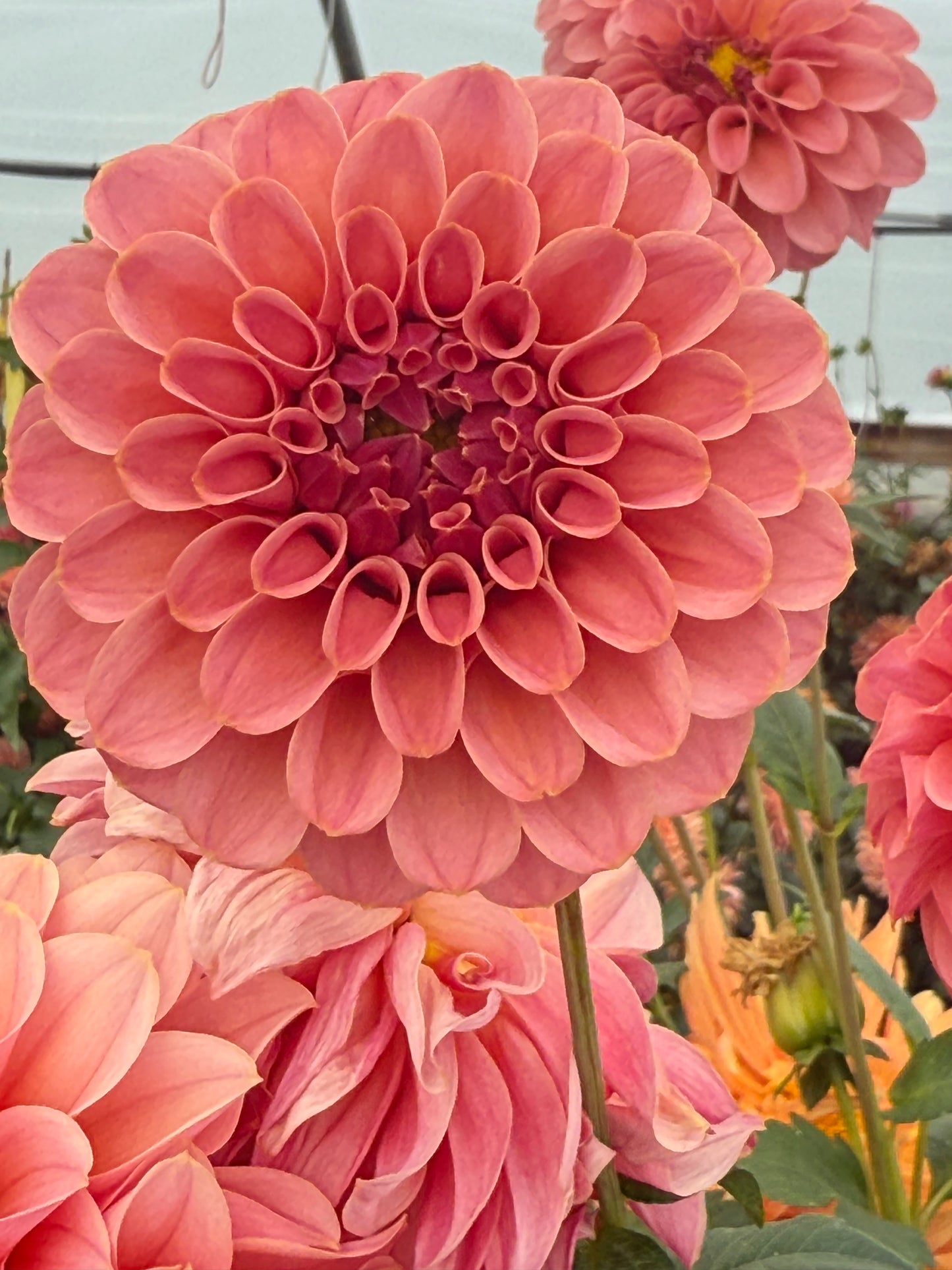 RM Mauvelous Rooted Cuttings