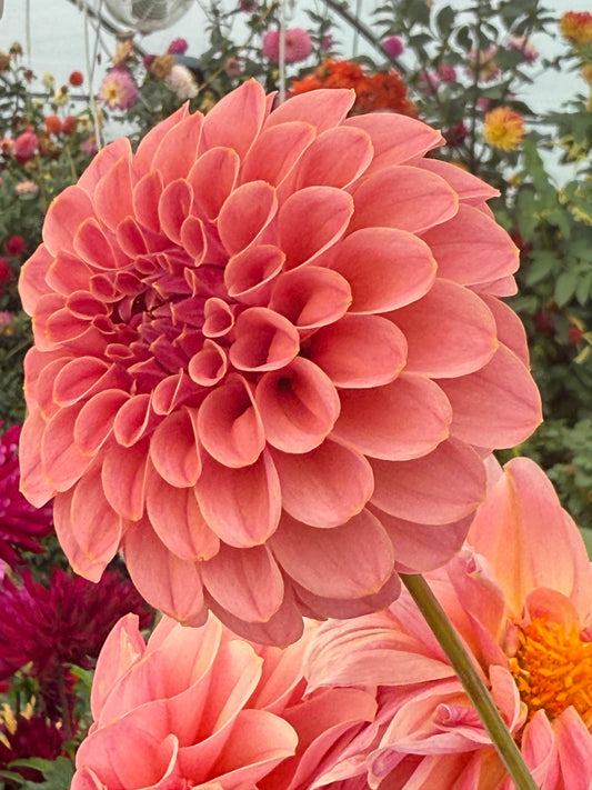 RM Mauvelous Rooted Cuttings