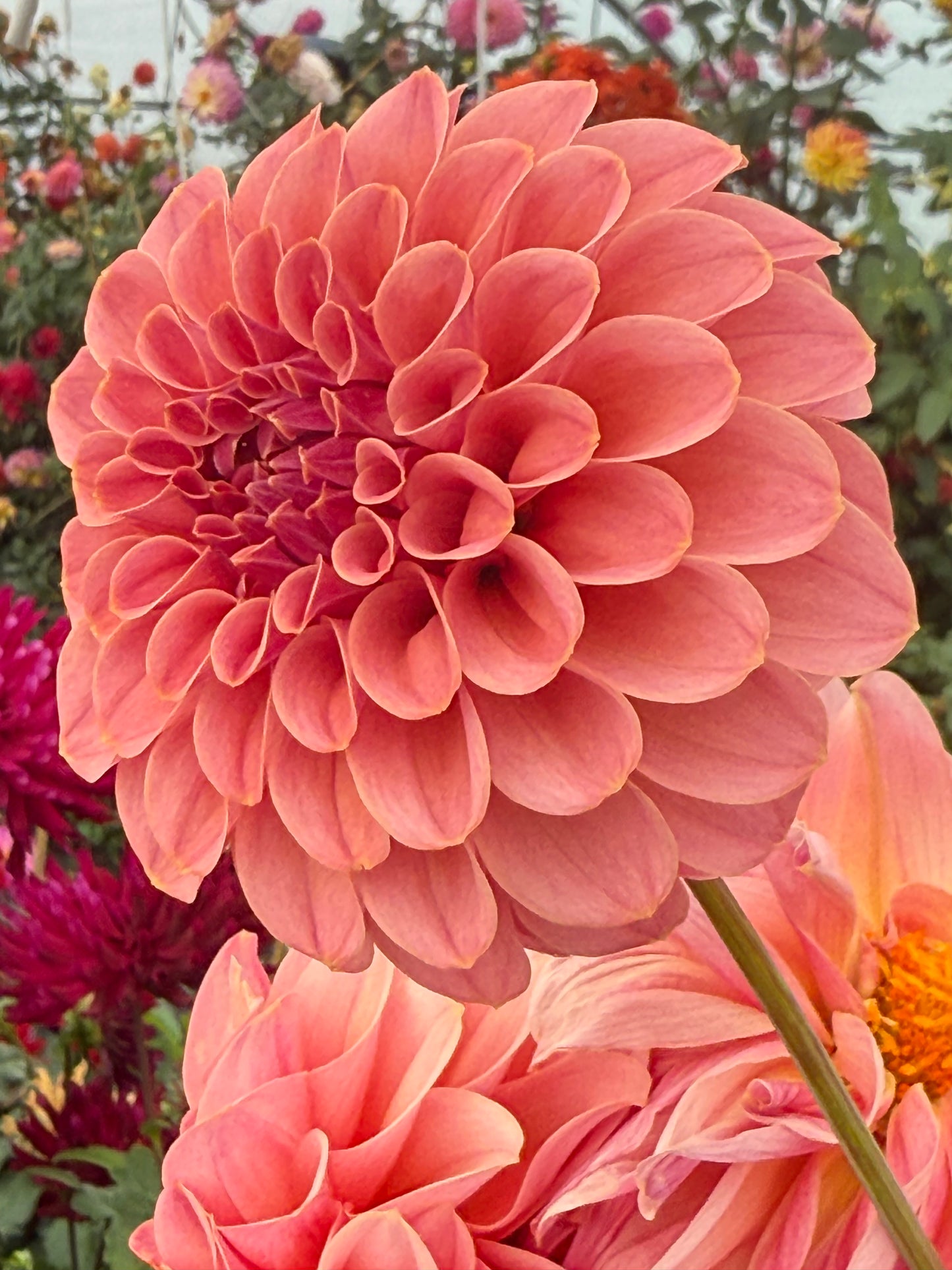 RM Mauvelous Rooted Cuttings