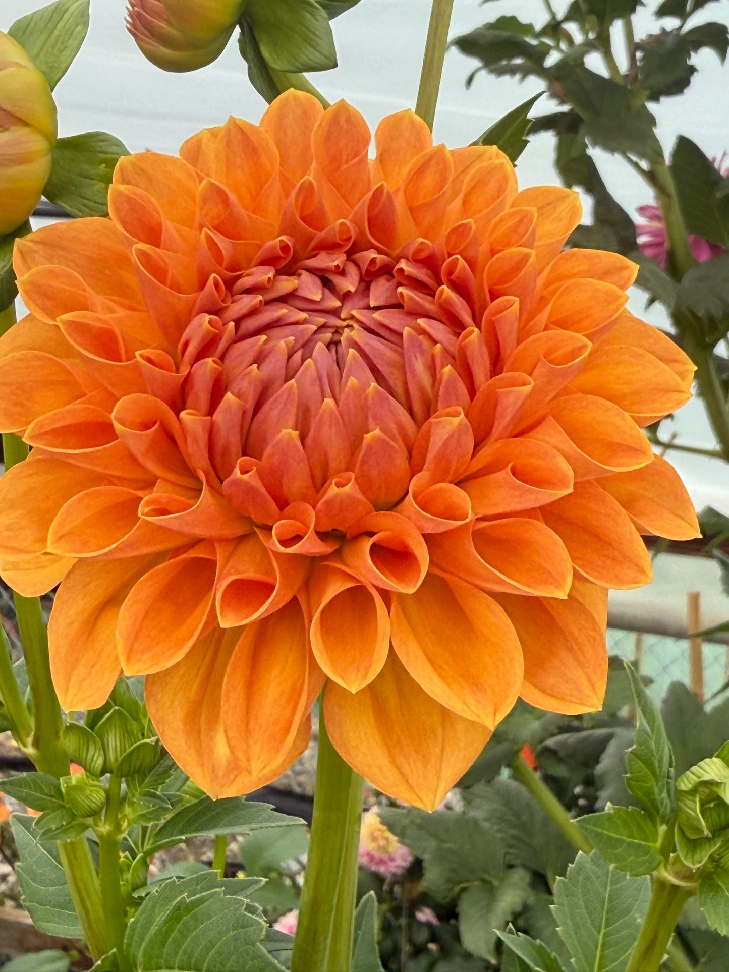 Lee’s Cheddar Check Rooted Cutting