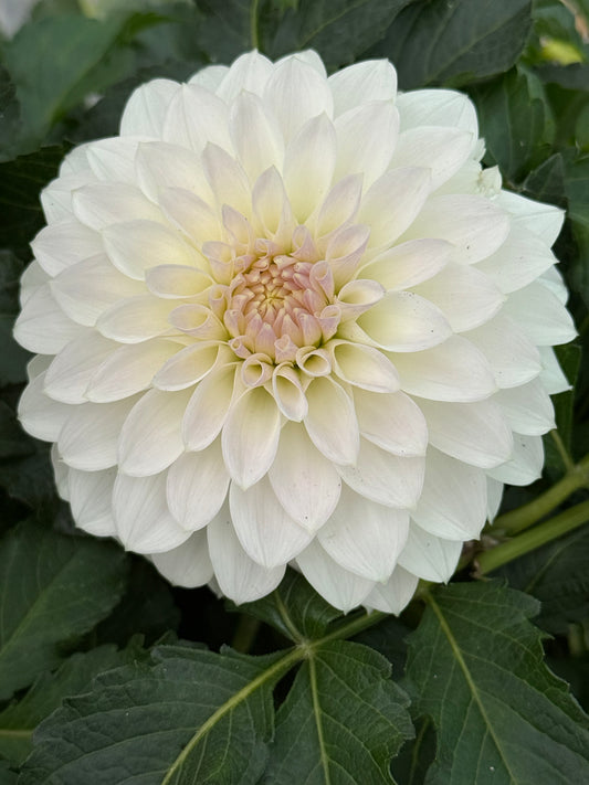 KA’s®️ Snow Jo Rooted Cuttings